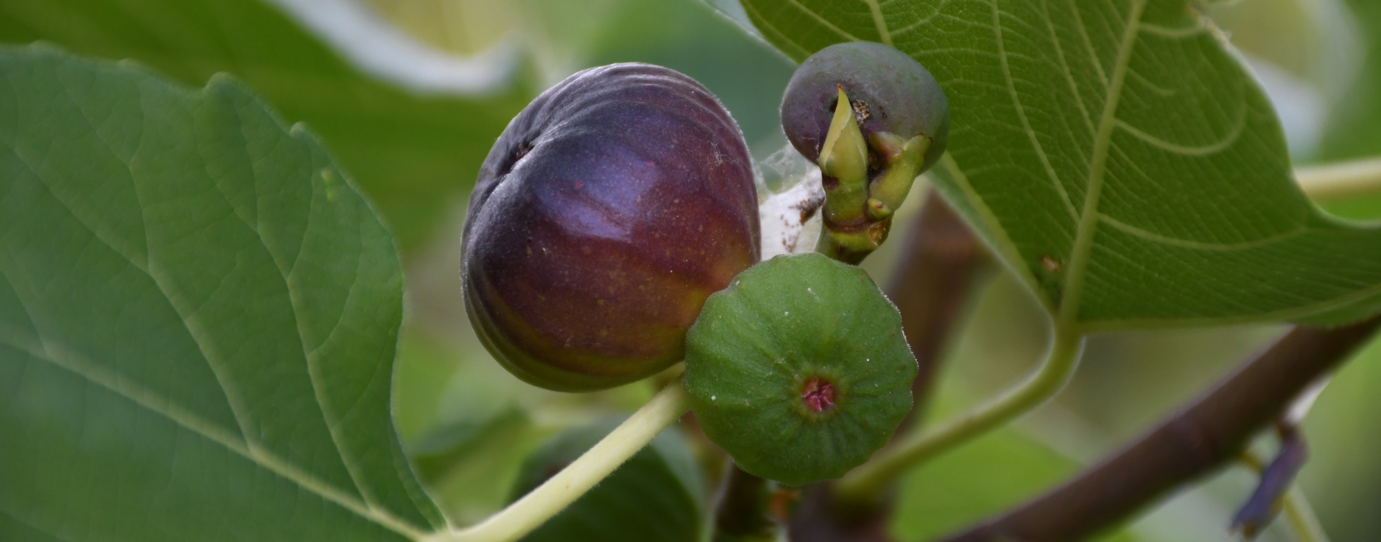 Fig Tree
